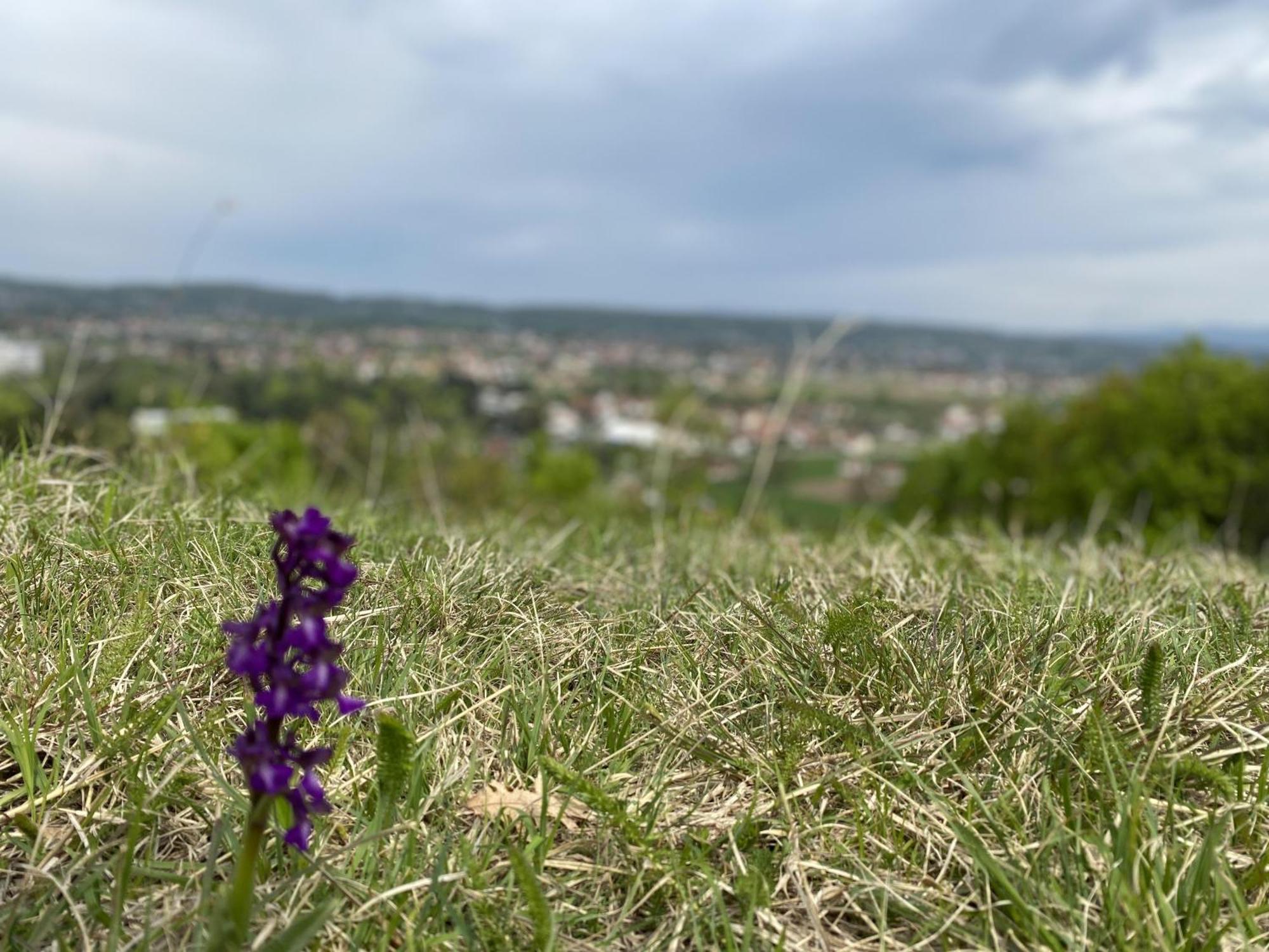 Apartman Mina Mataruska Banja Bagian luar foto